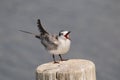 whiskered tern